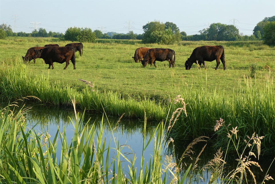 Lees meer over het artikel Dirk-Jan Knol [CDA] Onze agrariërs zijn de Rembrandts van het Groene Hart