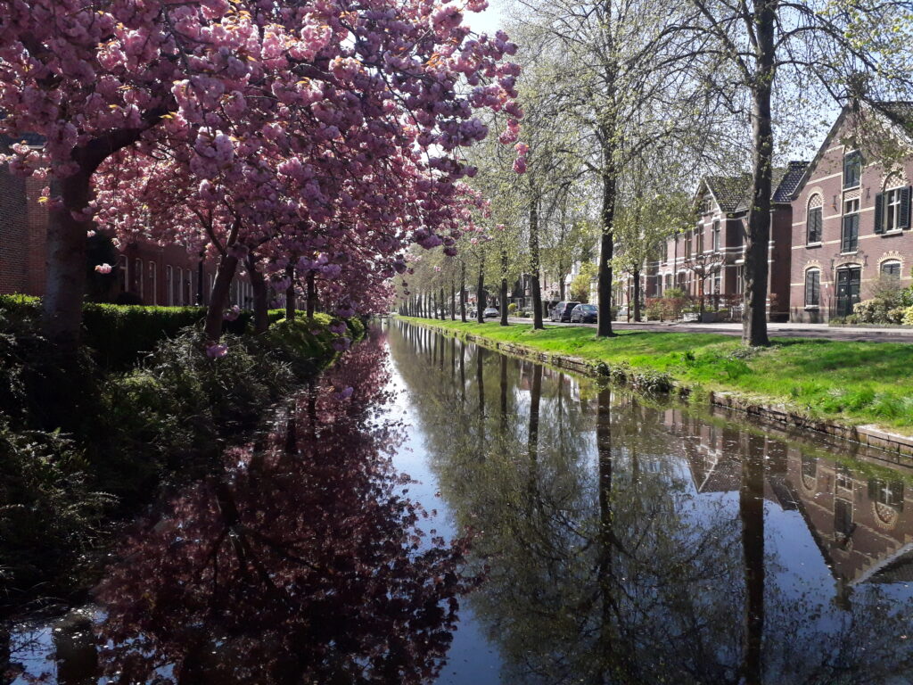 Lees meer over het artikel Klimaatboom voor scholen en op parkeerplaats bedrijven      