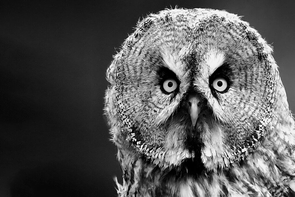 Lees meer over het artikel Vogelportretten in Café 1640