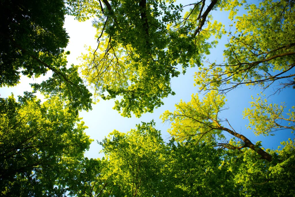 Lees meer over het artikel Programma #mijnklimaatpartij: bomen planten en actie