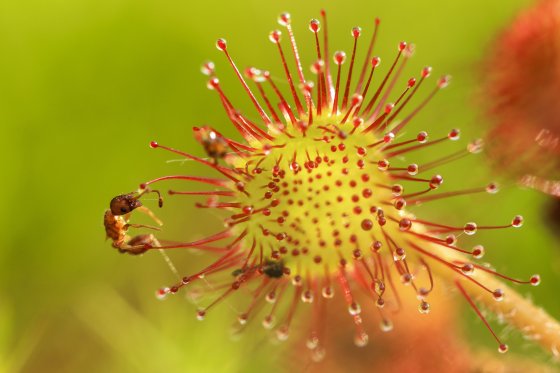 Lees meer over het artikel Spring aan boord bij de boswachters van de Nieuwkoopse Plassen