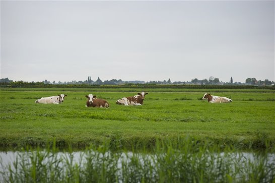 Lees meer over het artikel €1 miljoen voor Nieuwkoopse boeren die willen verplaatsen