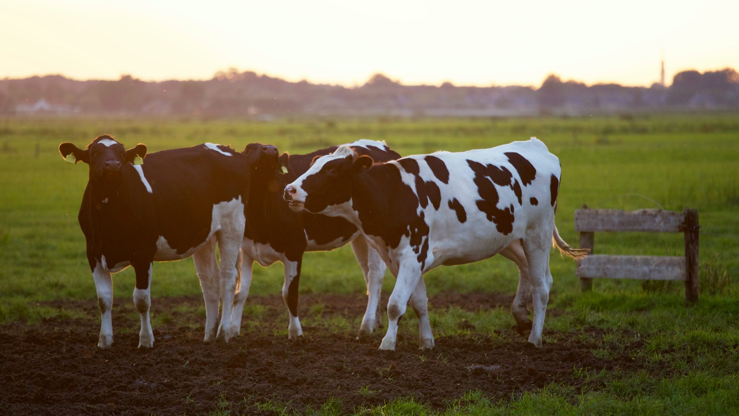 Lees meer over het artikel Minister zet in op versnelde transitie naar kringlooplandbouw.