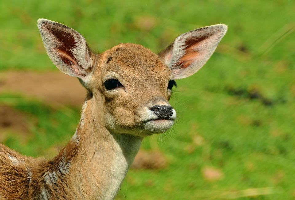 Lees meer over het artikel Meepuzzelen voor nieuwe natuur in Zuid-Holland