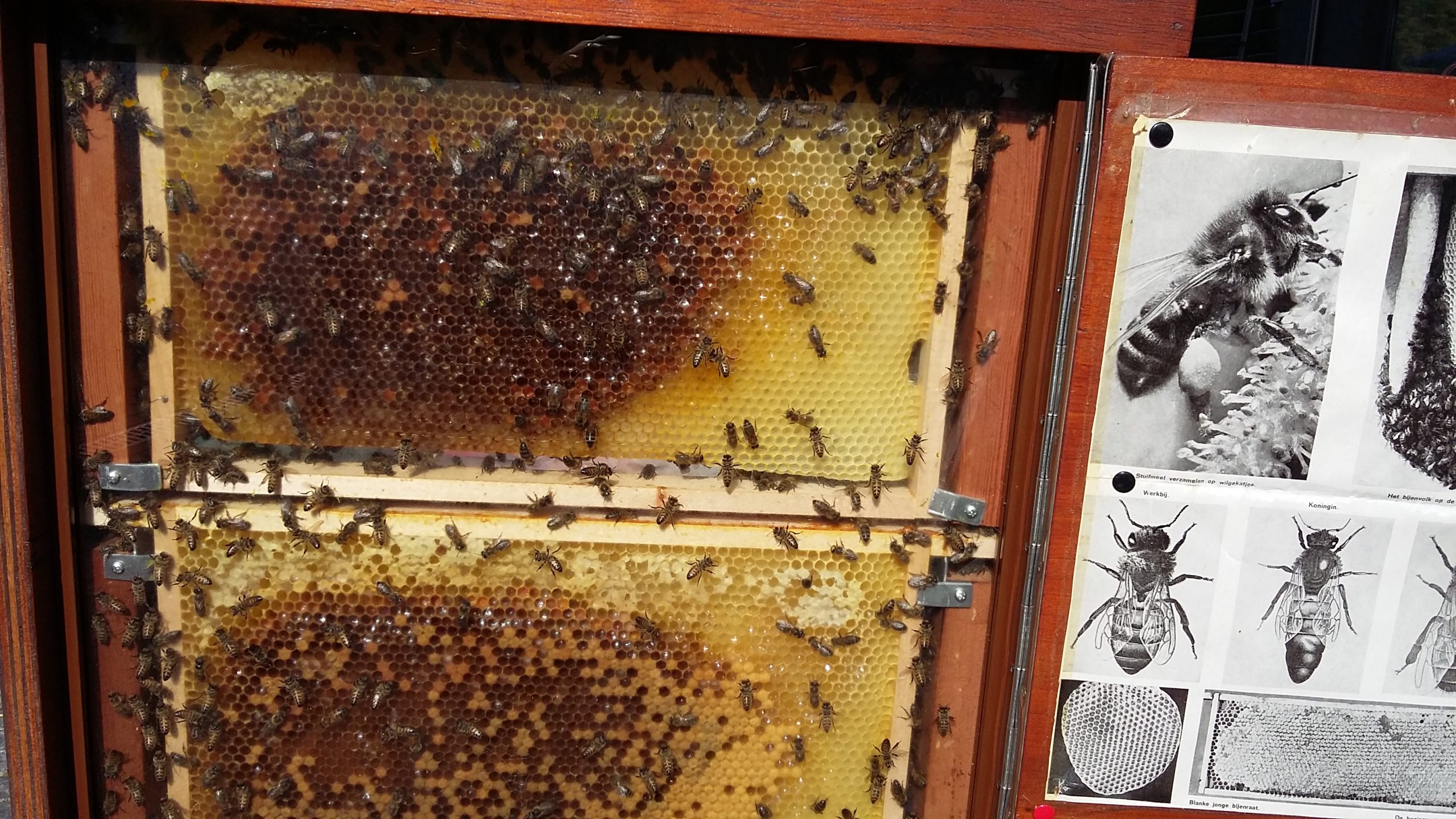 Lees meer over het artikel Demonstratie honing ‘slingeren’ op de Hortus Populus, 9 juli en 20 juli.