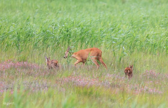 Lees meer over het artikel Reekalveren gezien rondom de Nieuwkoopse Plassen