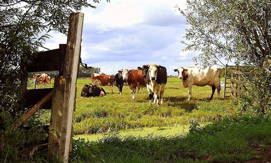Lees meer over het artikel Eerste Nederlandse boeren in de Alblasserwaard verkopen CO2-credits
