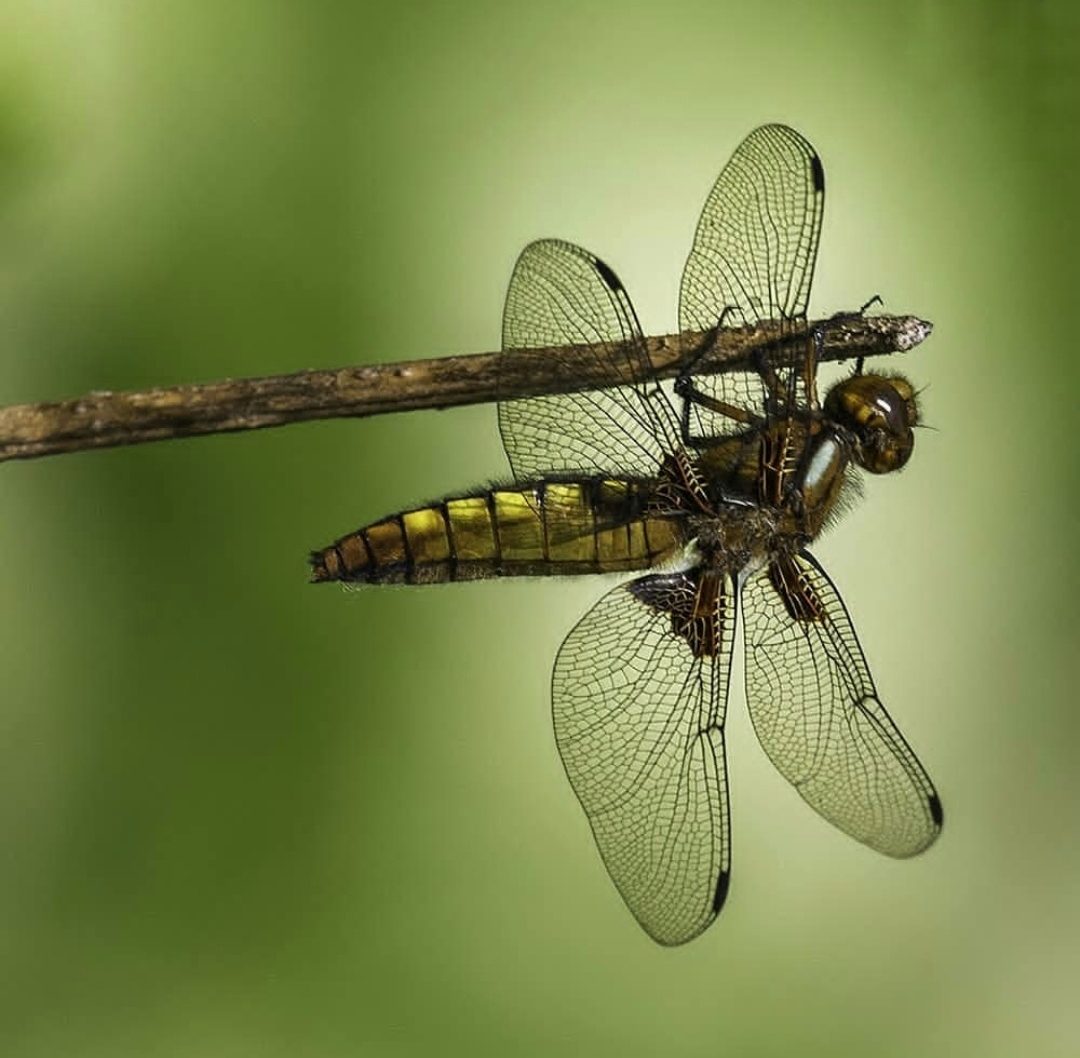 Lees meer over het artikel Minicursus ‘Zorgen om insecten in de Reeuwijkse Plassen?’
