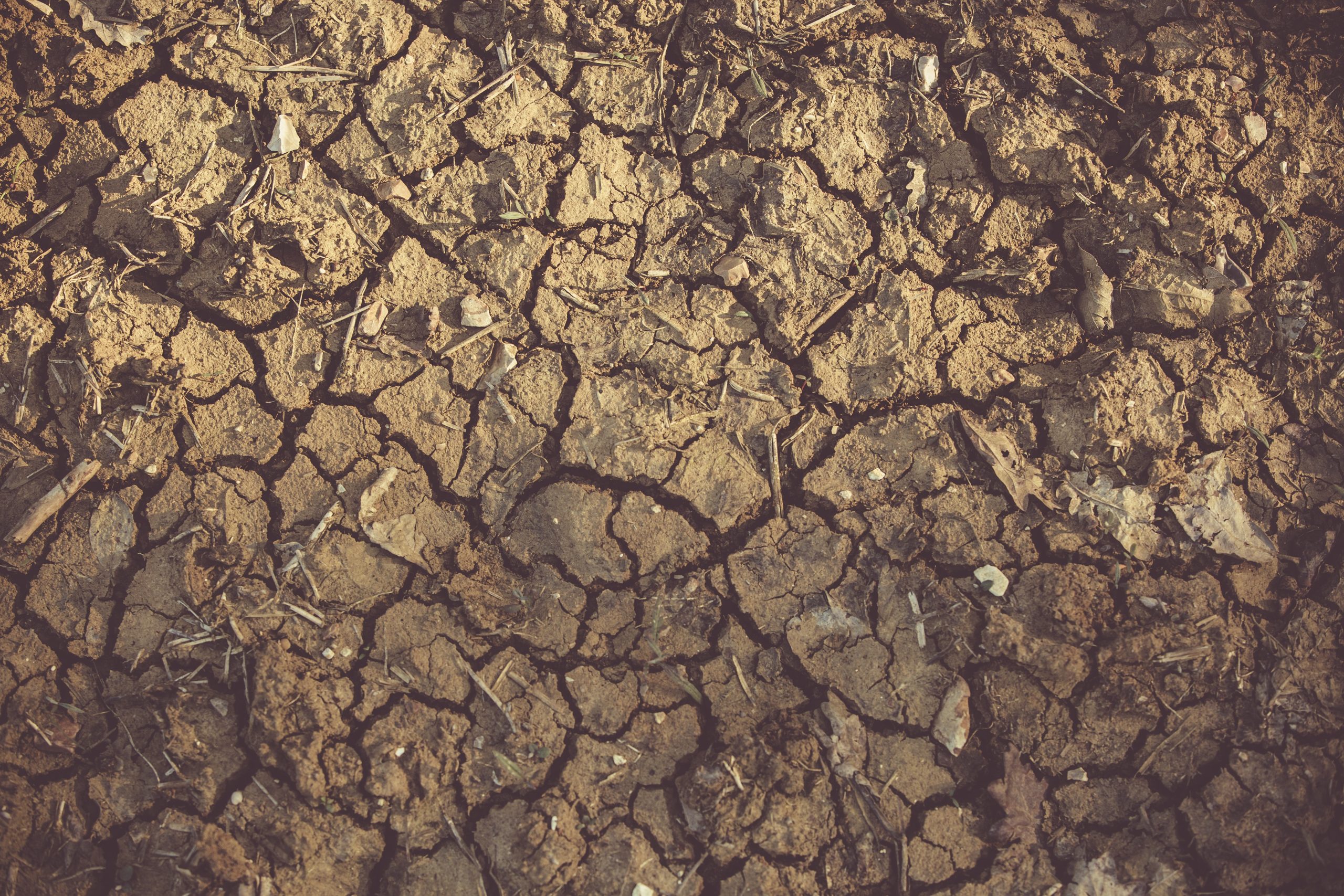 Lees meer over het artikel Mogelijk nieuwe maatregelen om nadelen aanhoudende droogte te beperken