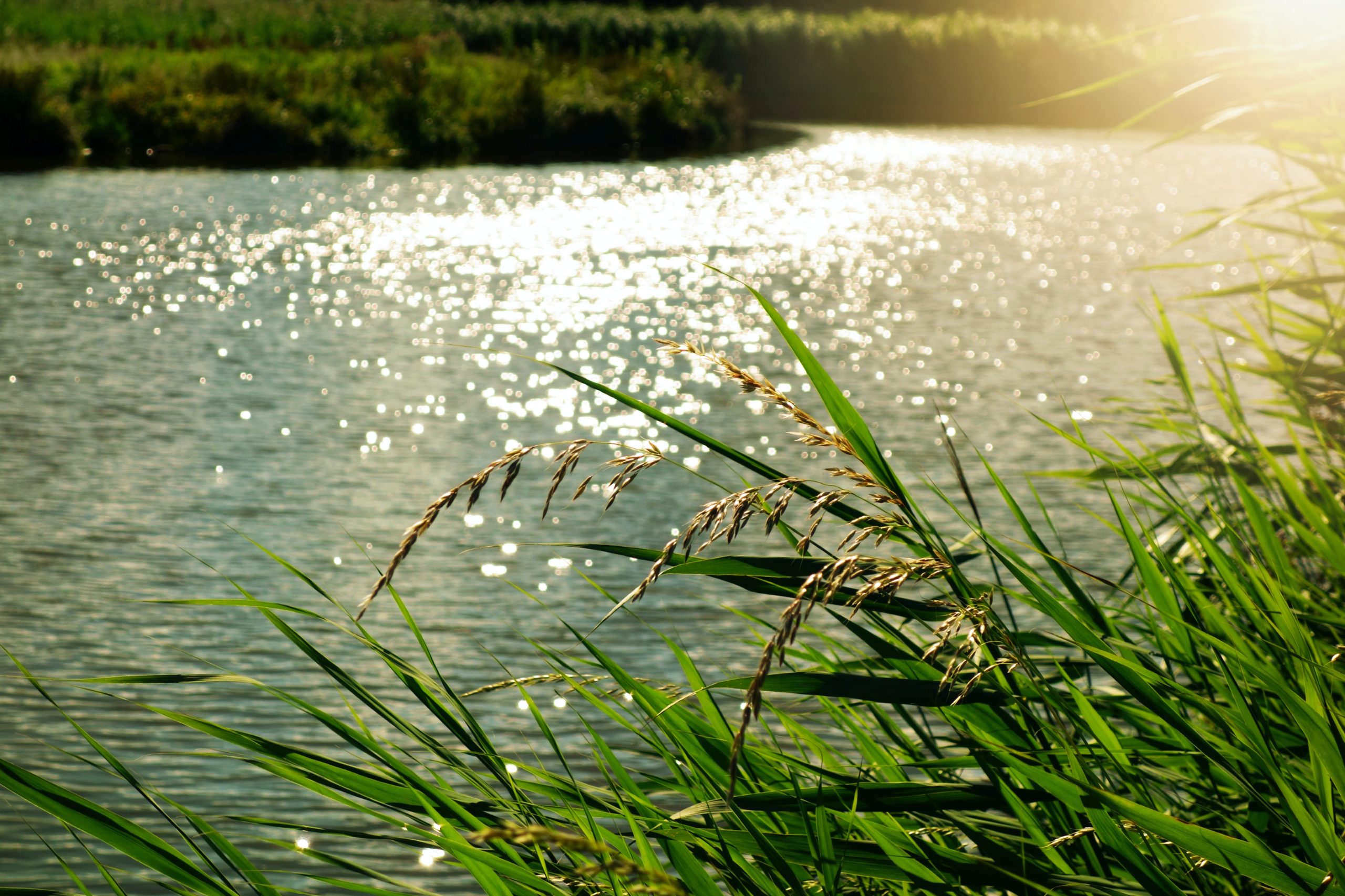 Lees meer over het artikel Verbetering waterbeheersing De Haak draagt bij aan een betere waterkwaliteit Nieuwkoopse Plassen