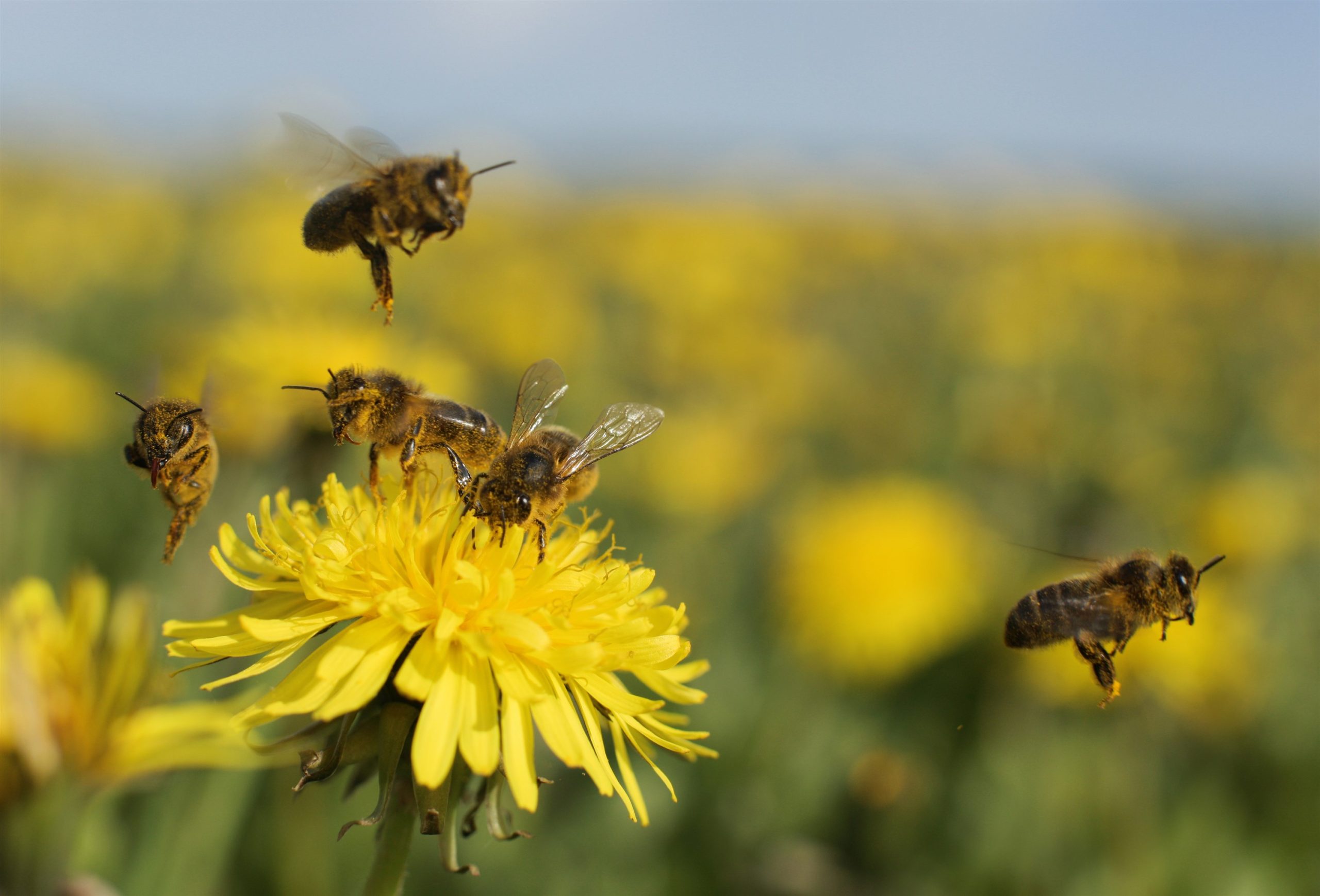 Lees meer over het artikel Groenalliantie vergroot de biodiversiteit