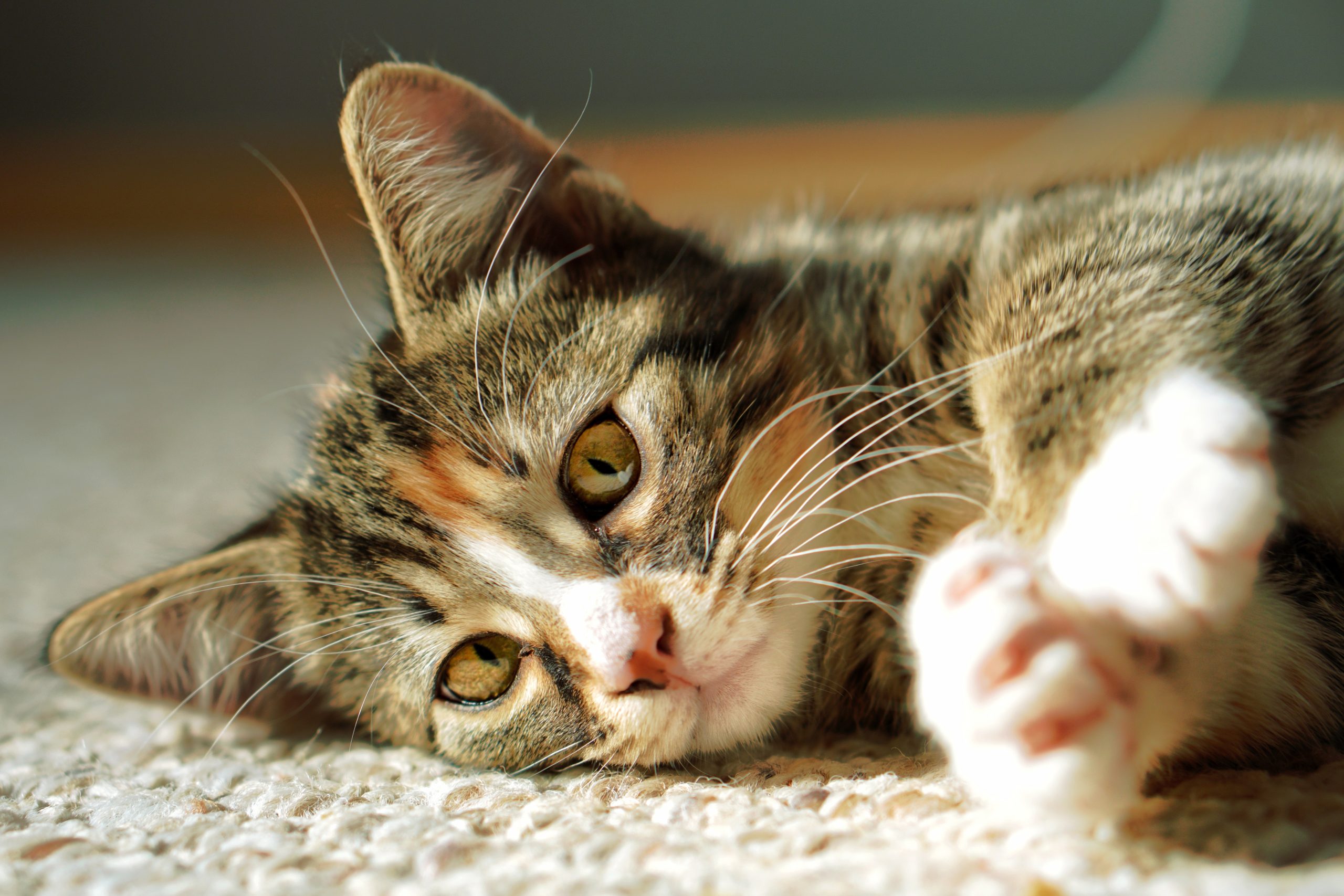 Lees meer over het artikel Open dag Dierenasiel Reijerscop en Dierengezondheidscentrum de Limes