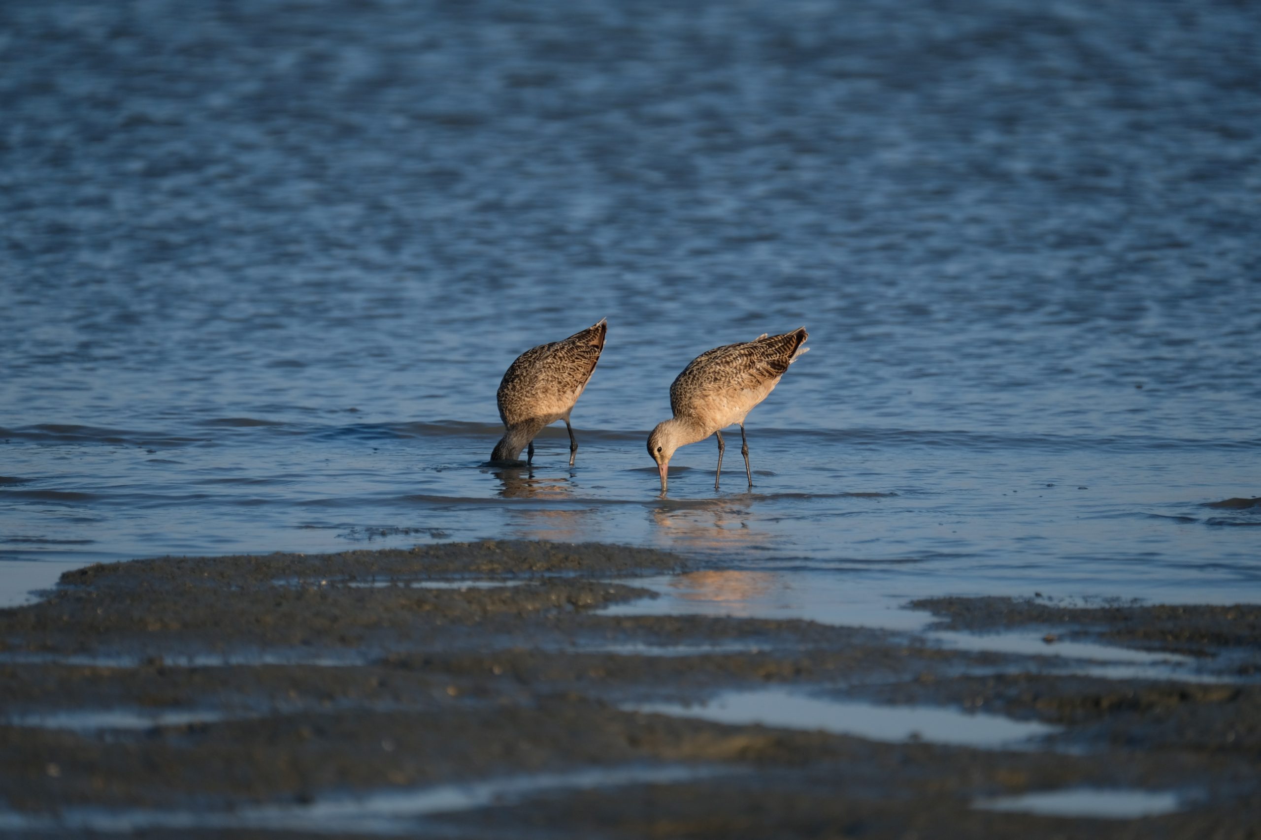 Lees meer over het artikel Filmevent Actieplan Boerenlandvogels: tweede kaart gratis!