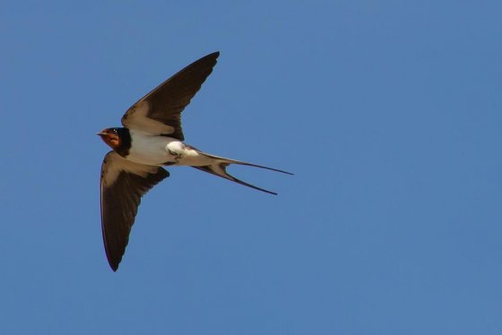 Lees meer over het artikel Euro Birdwatch: beleef de vogeltrek over Bodegraven