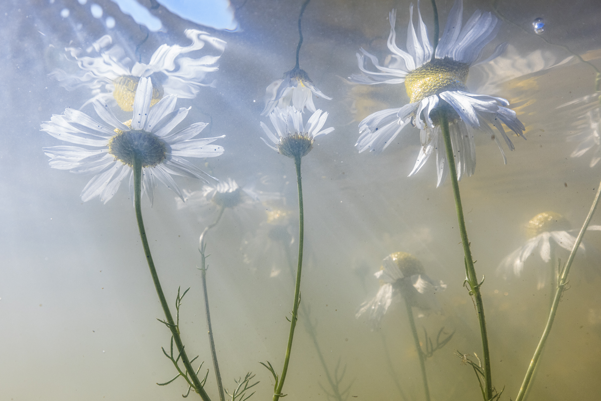 Lees meer over het artikel Natuur- & landschapfotograaf Theo Bosboom te gast bij Fotoclub Alphoto