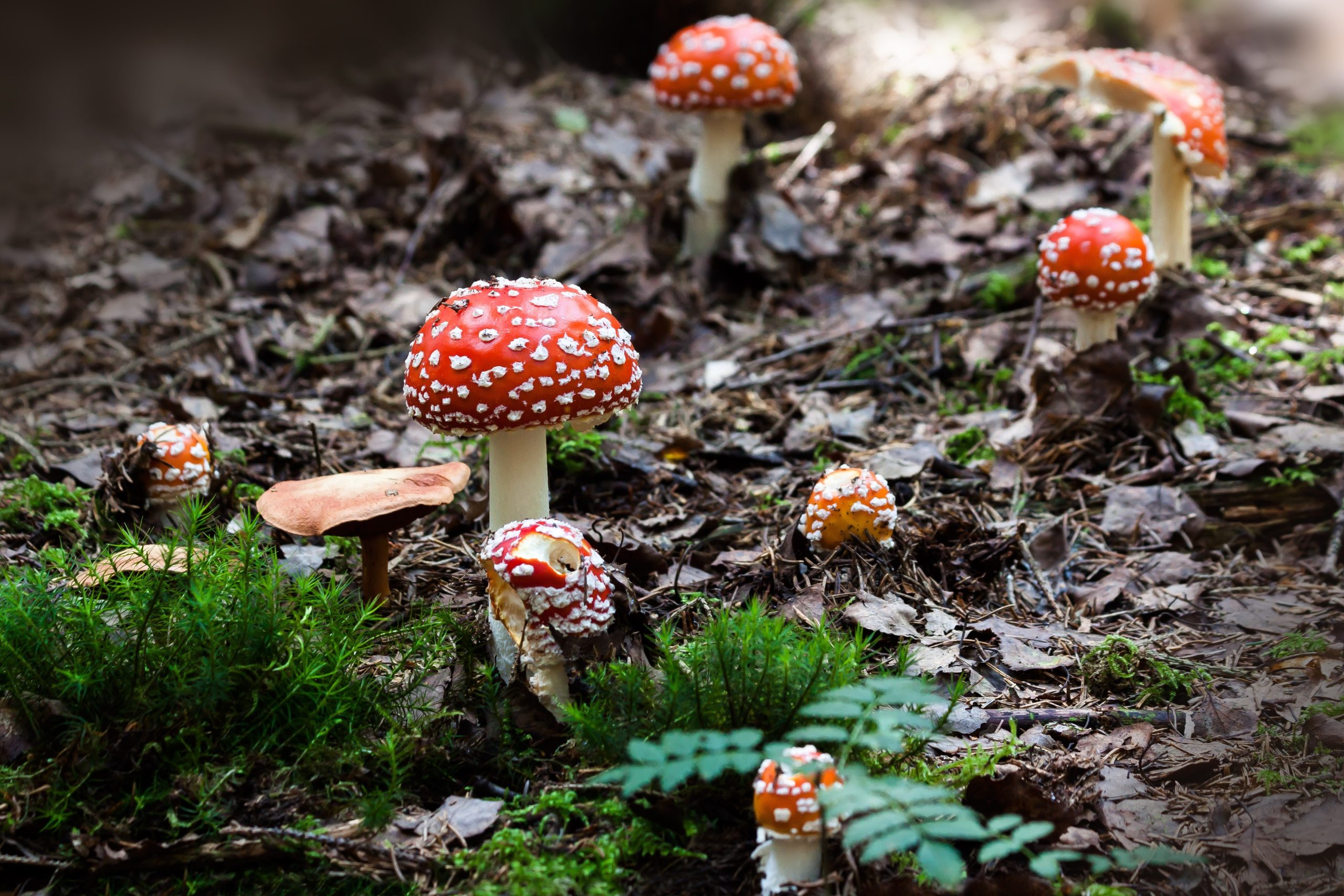 Lees meer over het artikel Rood met witte stippen, tips om paddenstoelen te spotten