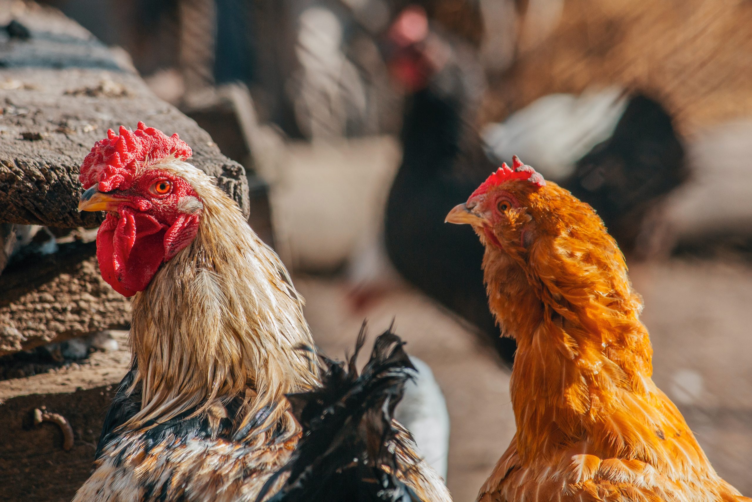 Lees meer over het artikel Vogelgriep vastgesteld in Bodegraven