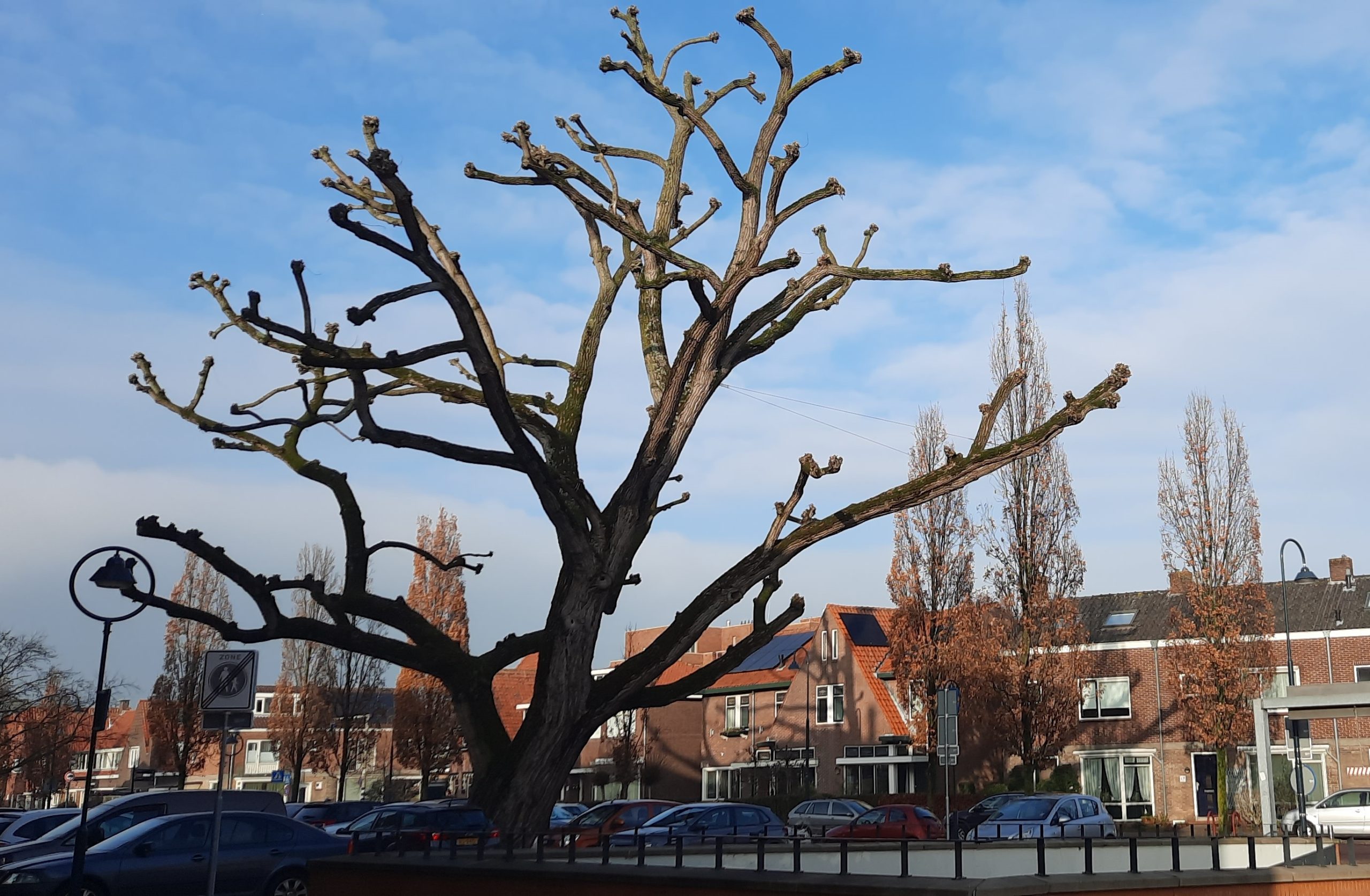 Lees meer over het artikel <strong>Inspectie behoudenswaardige bomen</strong><strong></strong>