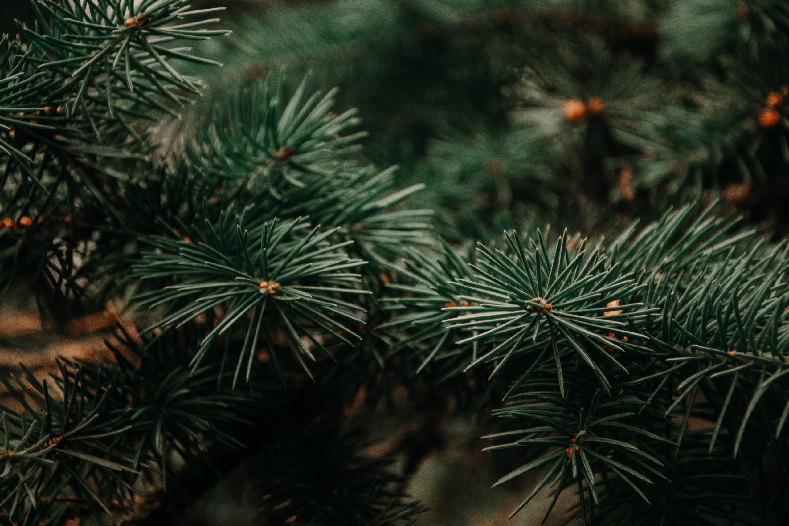 Lees meer over het artikel Kerstboominzameling