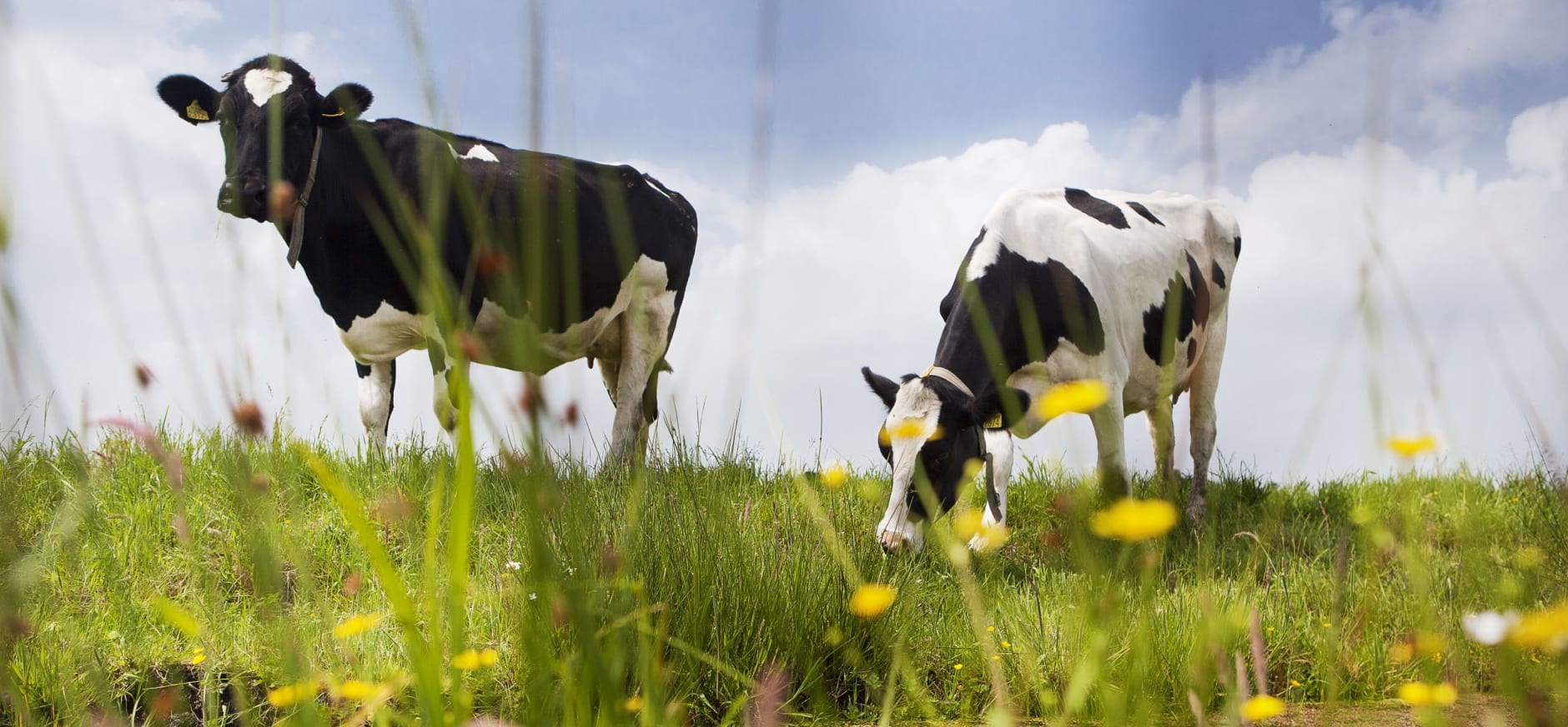 Lees meer over het artikel Onderzoek naar kansen duurzaamheidsafspraken in de landbouw