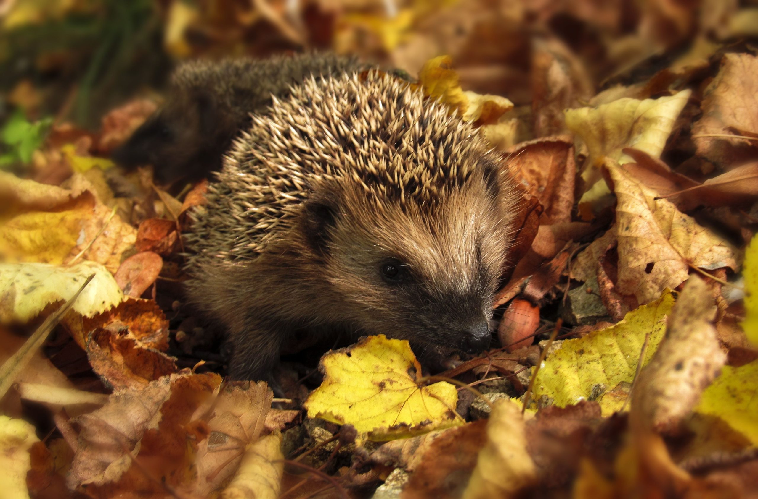 Lees meer over het artikel Egel EHBO in de winter