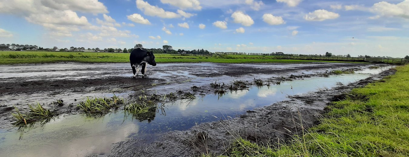 Lees meer over het artikel Waarom de dijk in Tempel doorbrak