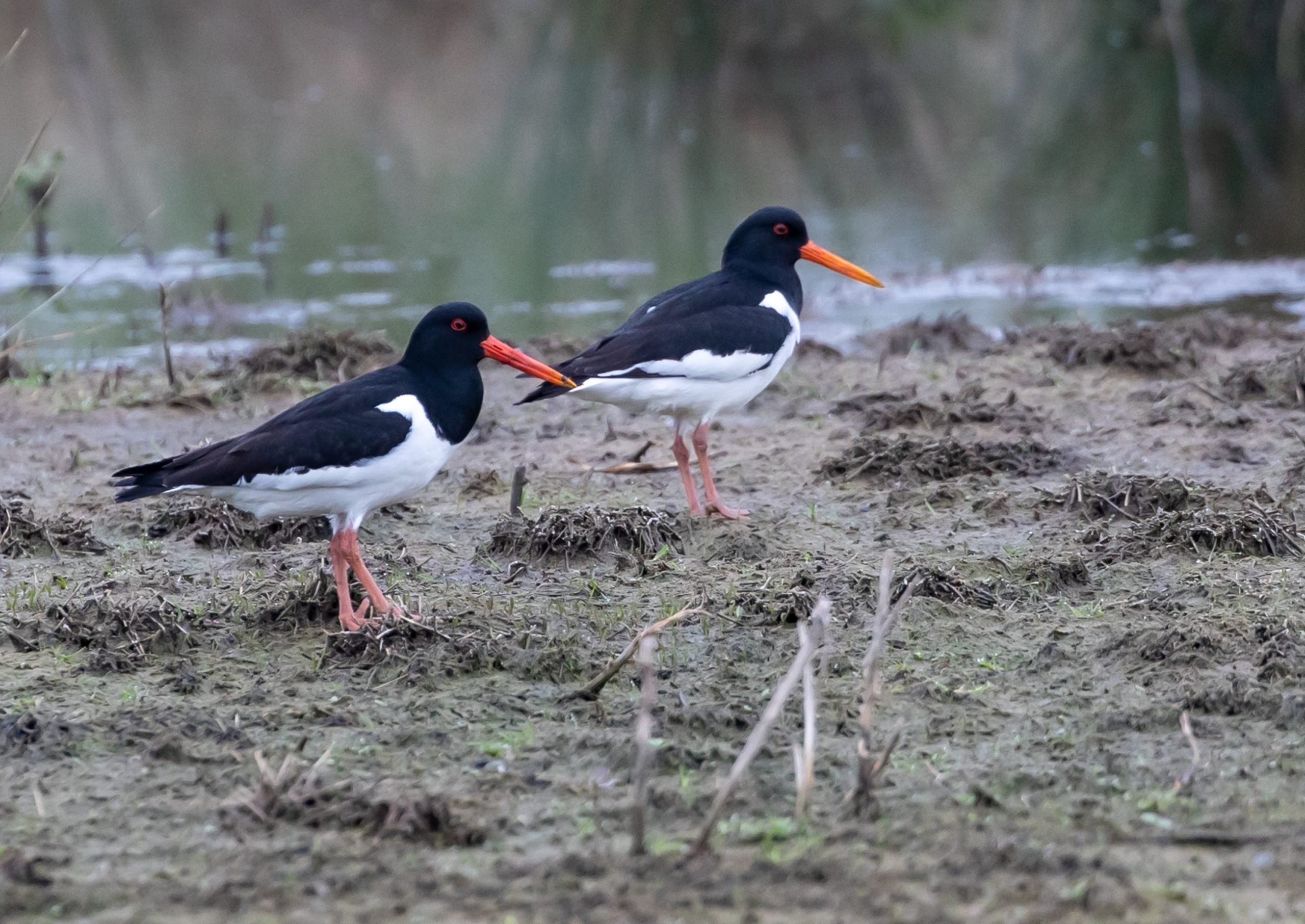 Lees meer over het artikel In 4 stappen een stem voor de natuur