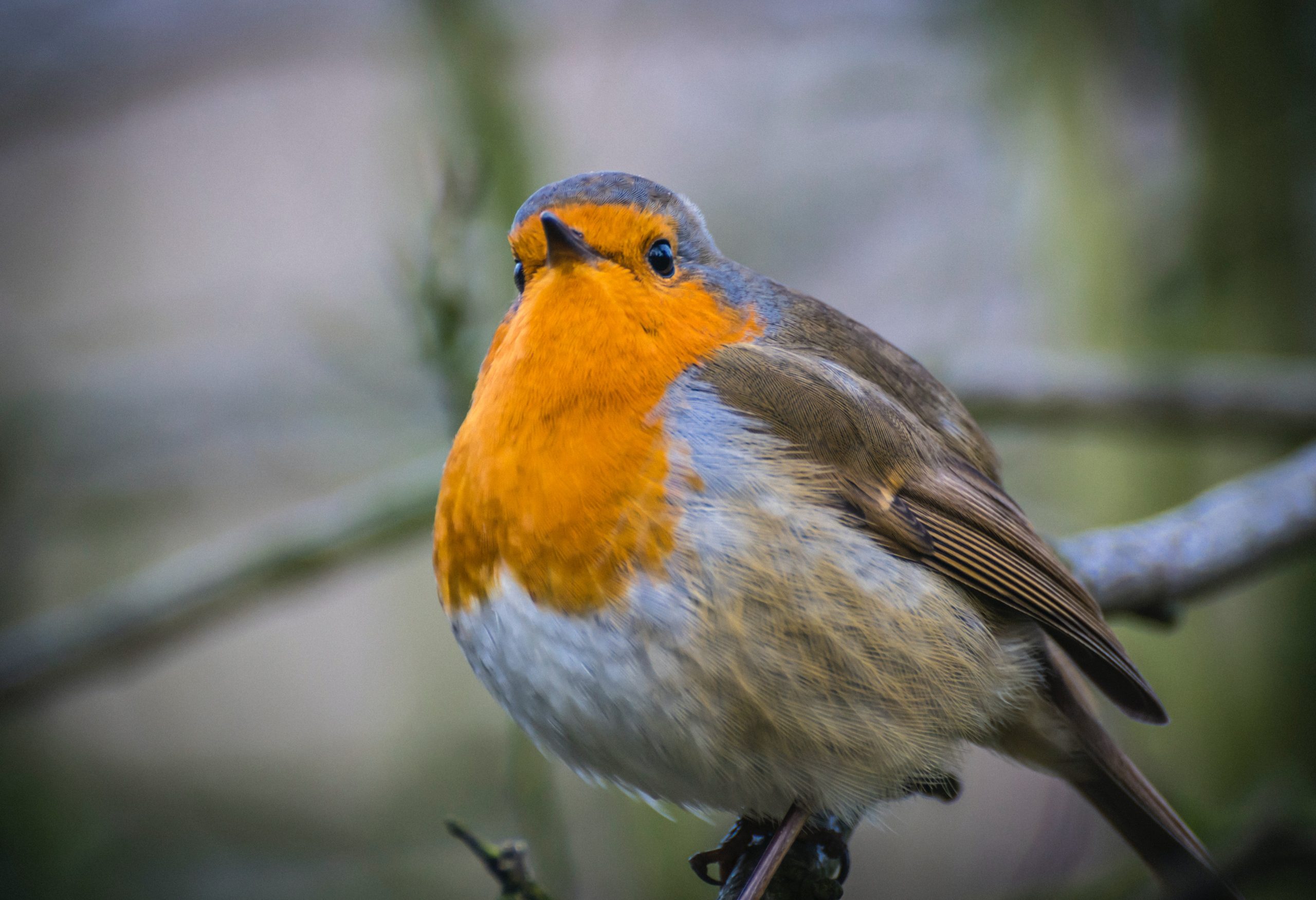 Lees meer over het artikel Schrijf je in voor de gratis cursus Tuinvogels van de Vogelbescherming