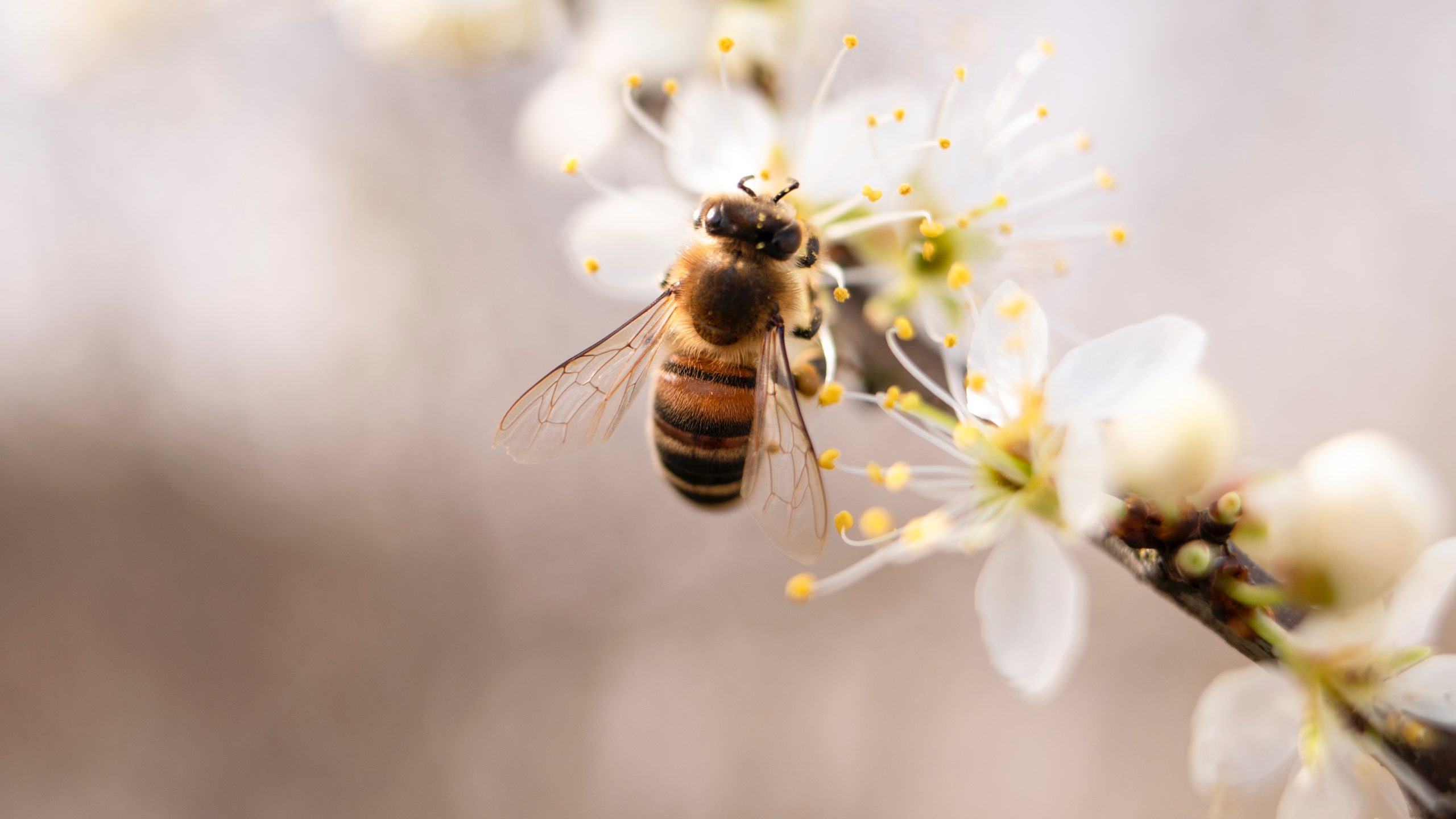 Lees meer over het artikel Doe mee, maak je tuin bij-vriendelijk in 60 dagen