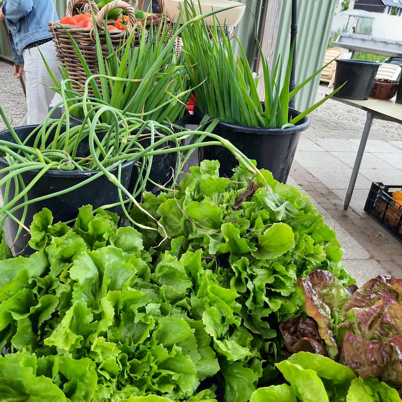 Lees meer over het artikel De eerste groenten van de Hortus Populus