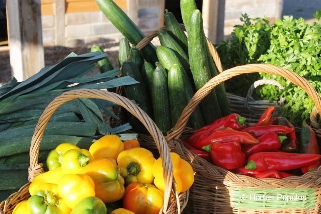 Lees meer over het artikel Lekker genieten van verse groenten uit de tuin