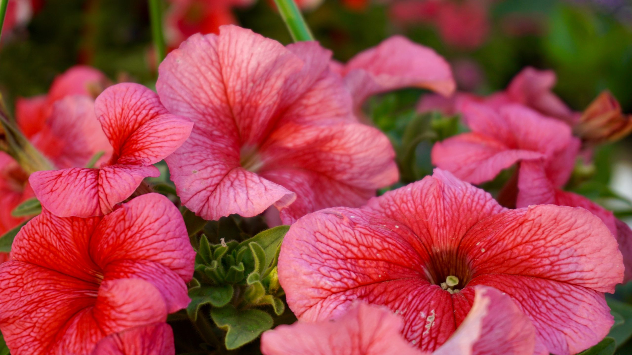 Lees meer over het artikel Zeg het met bloemen in Krimpen a/d IJssel