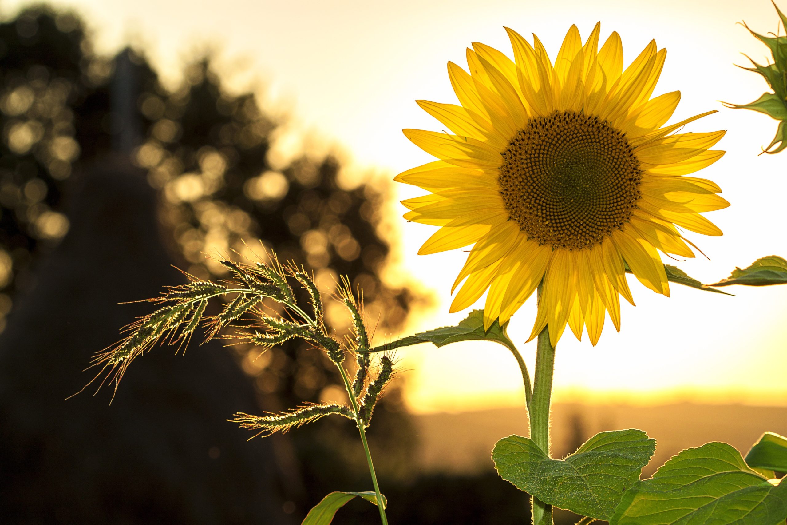 Lees meer over het artikel Uitje van de Zonnebloem