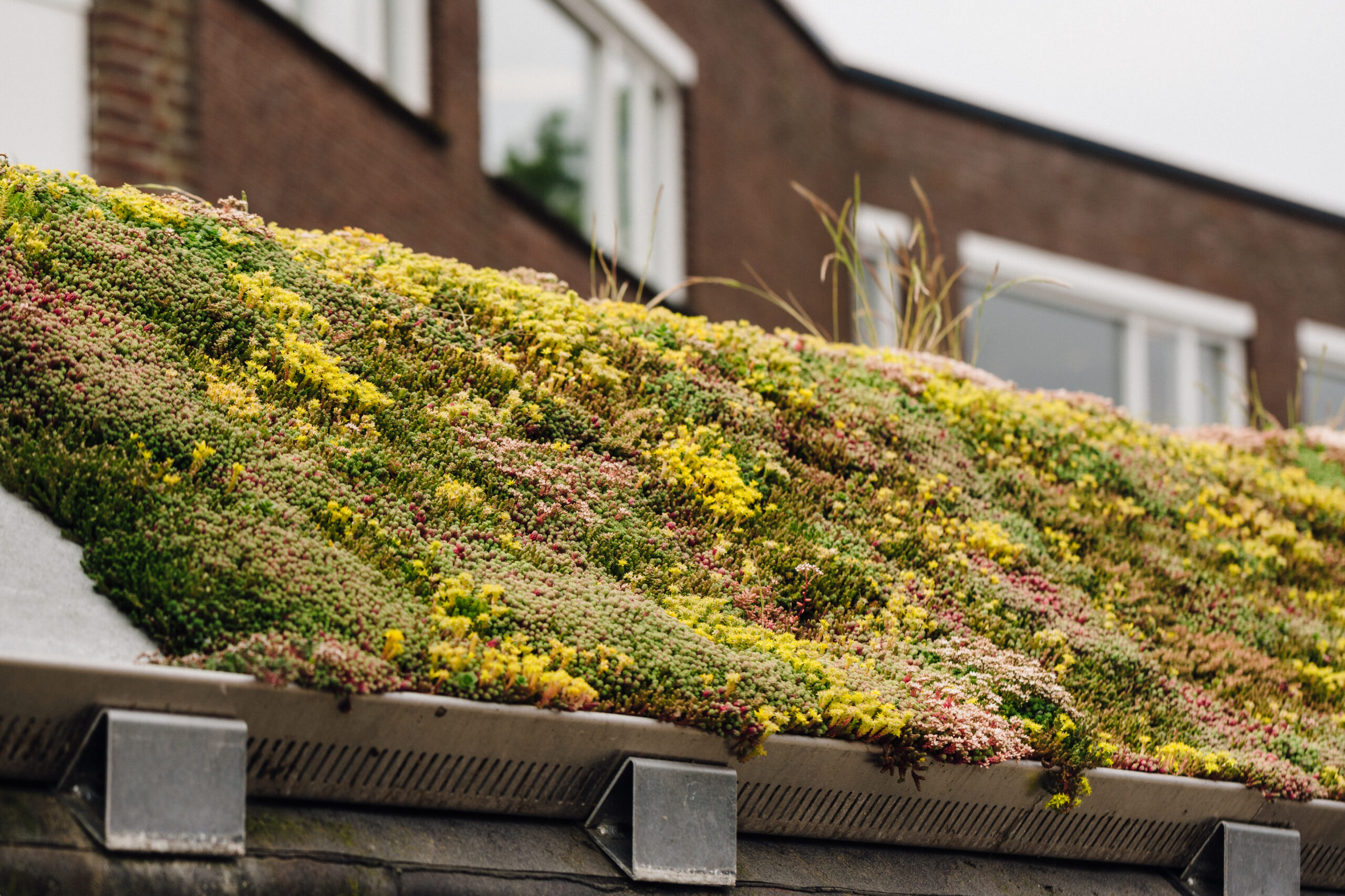 Lees meer over het artikel Subsidie klimaatadaptatie
