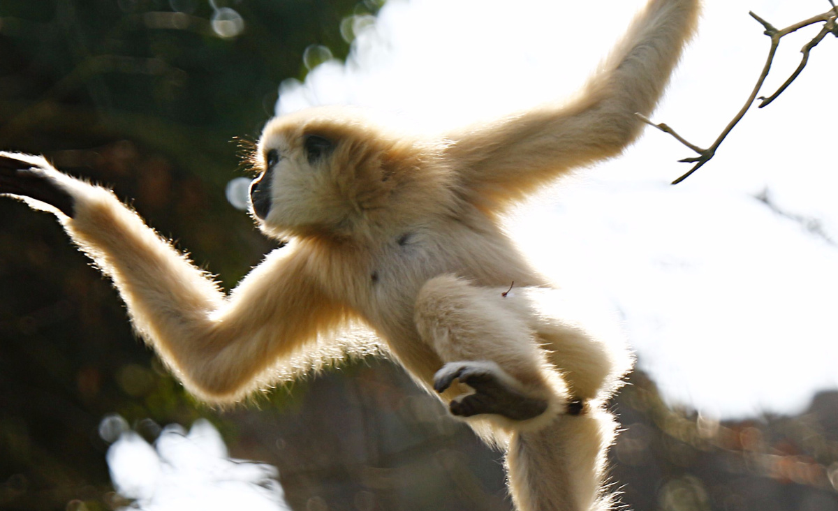 Lees meer over het artikel De onzichtbare handlangers: Flying monkeys in het narcisme rijk
