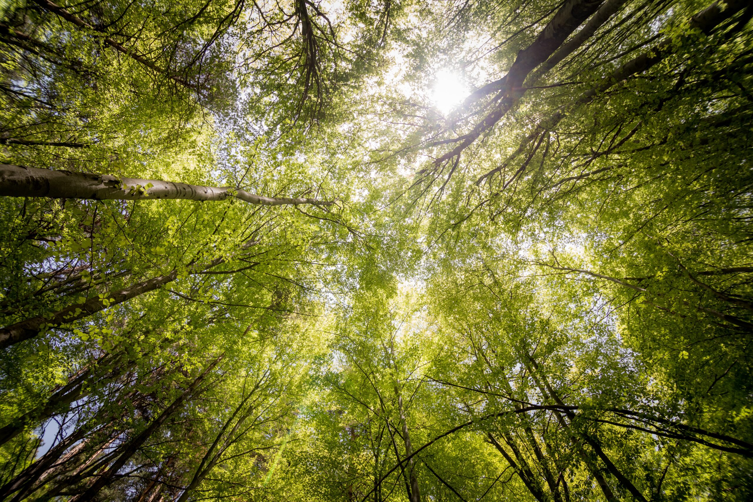 Lees meer over het artikel Denk mee: uitnodiging ‘100 bomen 100’ project