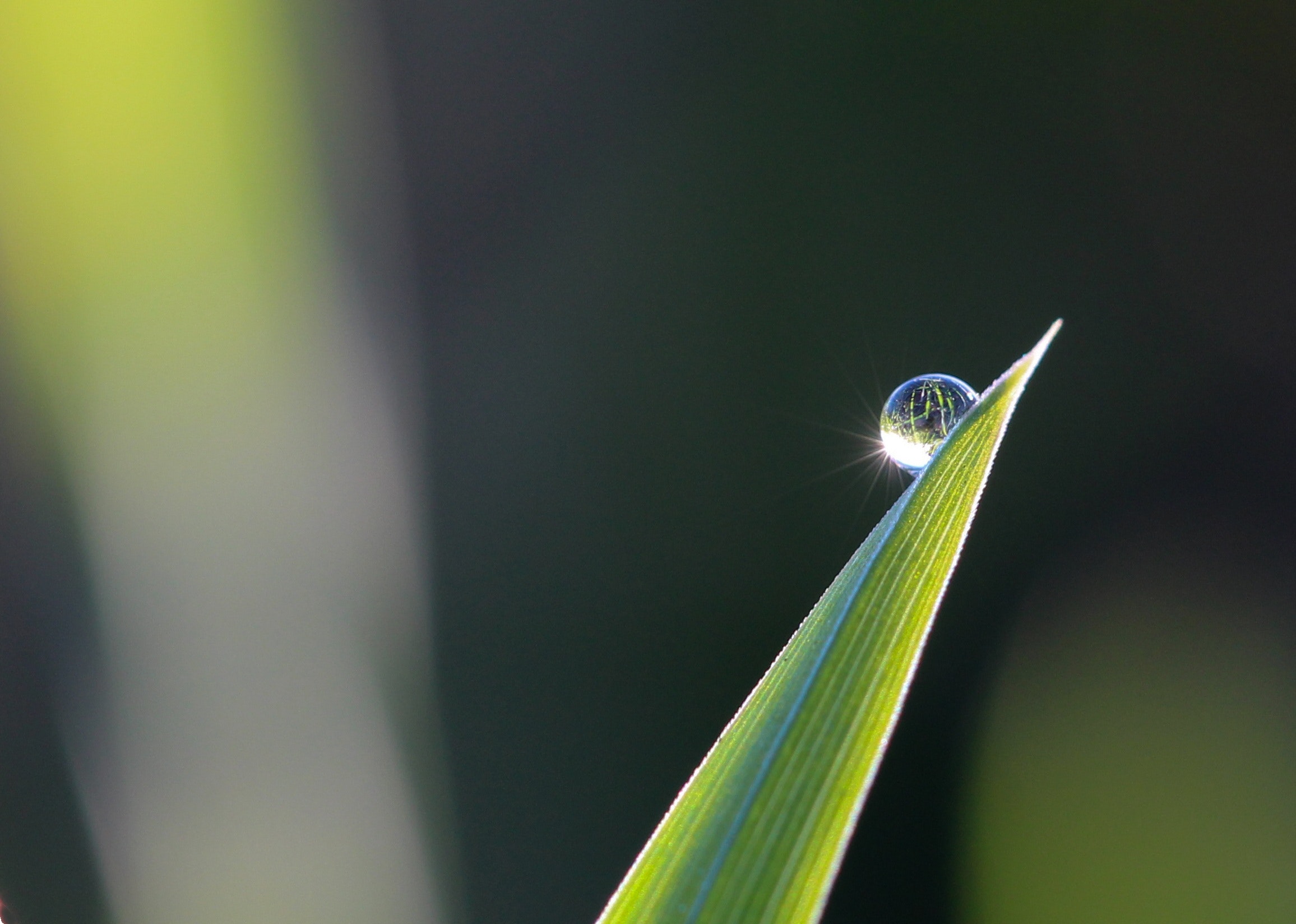 Lees meer over het artikel Helend zingen in de Hortus
