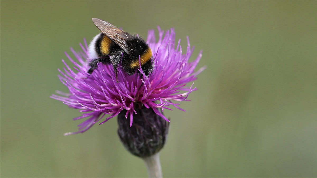 Lees meer over het artikel Blauwgrasland bij De Meije krijgt nieuwe kans