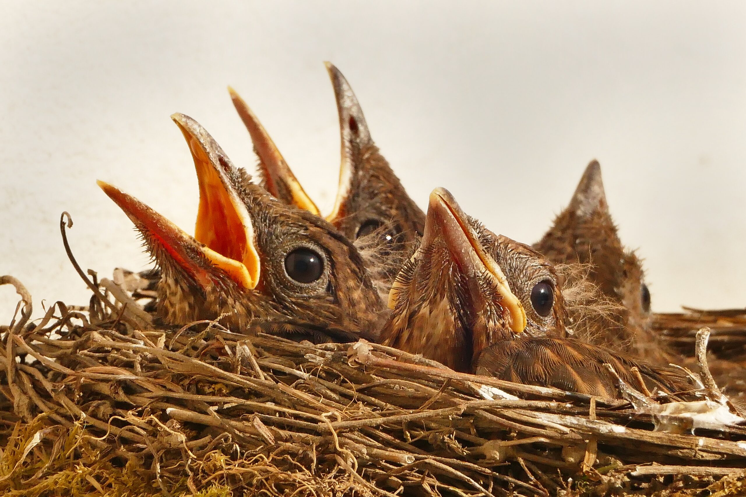 Lees meer over het artikel In de zomer leren jonge vogels zingen
