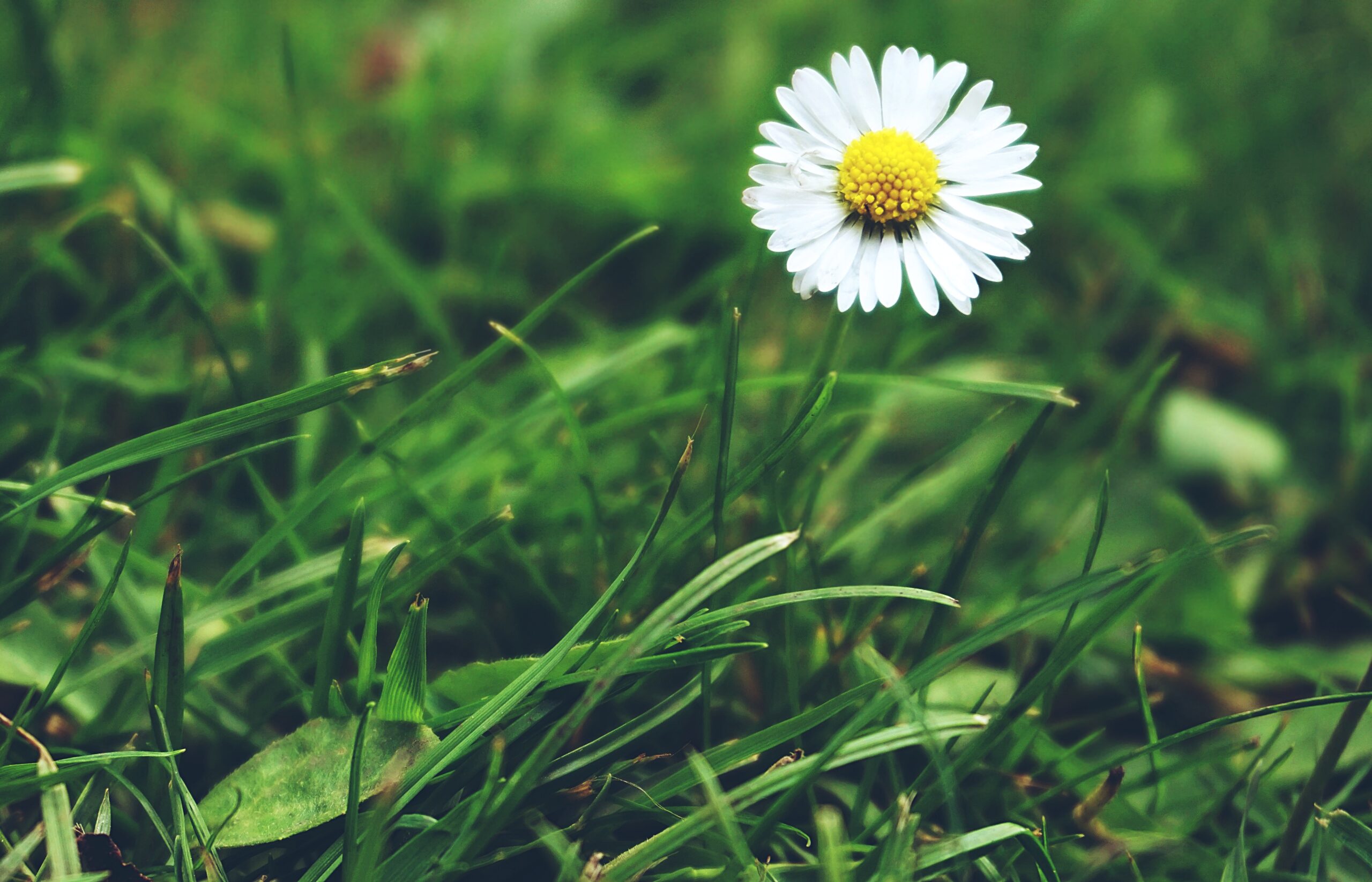 Lees meer over het artikel Het madeliefje: van ode aan de eenvoud tot nationale bloem
