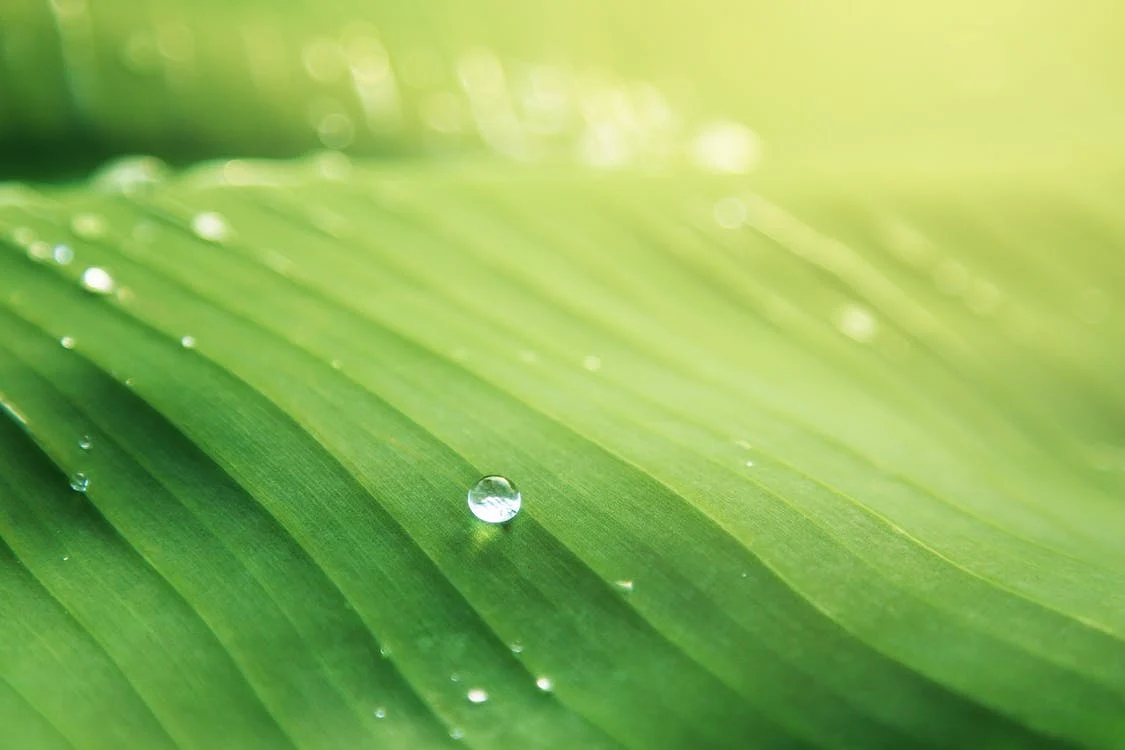 Lees meer over het artikel Groene Cirkels bestaat 10 jaar
