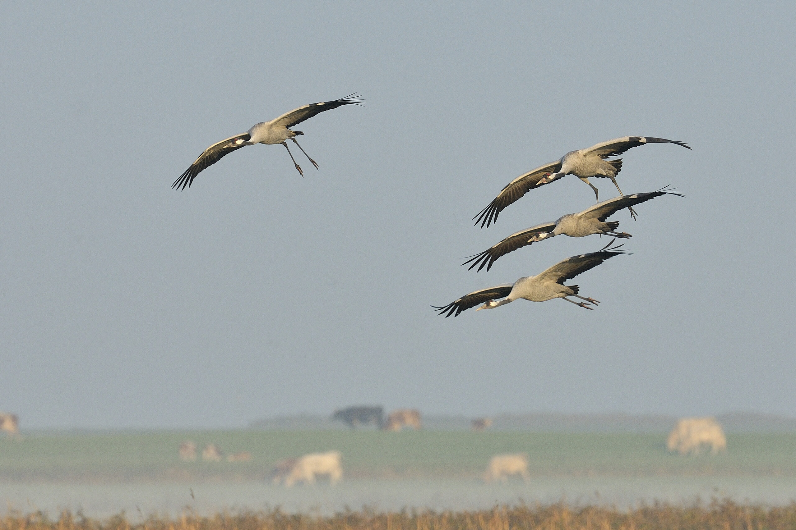 Lees meer over het artikel Een topjaar voor kraanvogels