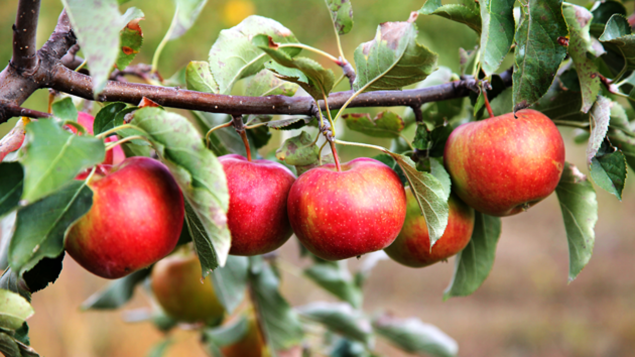 Lees meer over het artikel Gratis fruitboom of -struik voor nieuwbouwbewoners