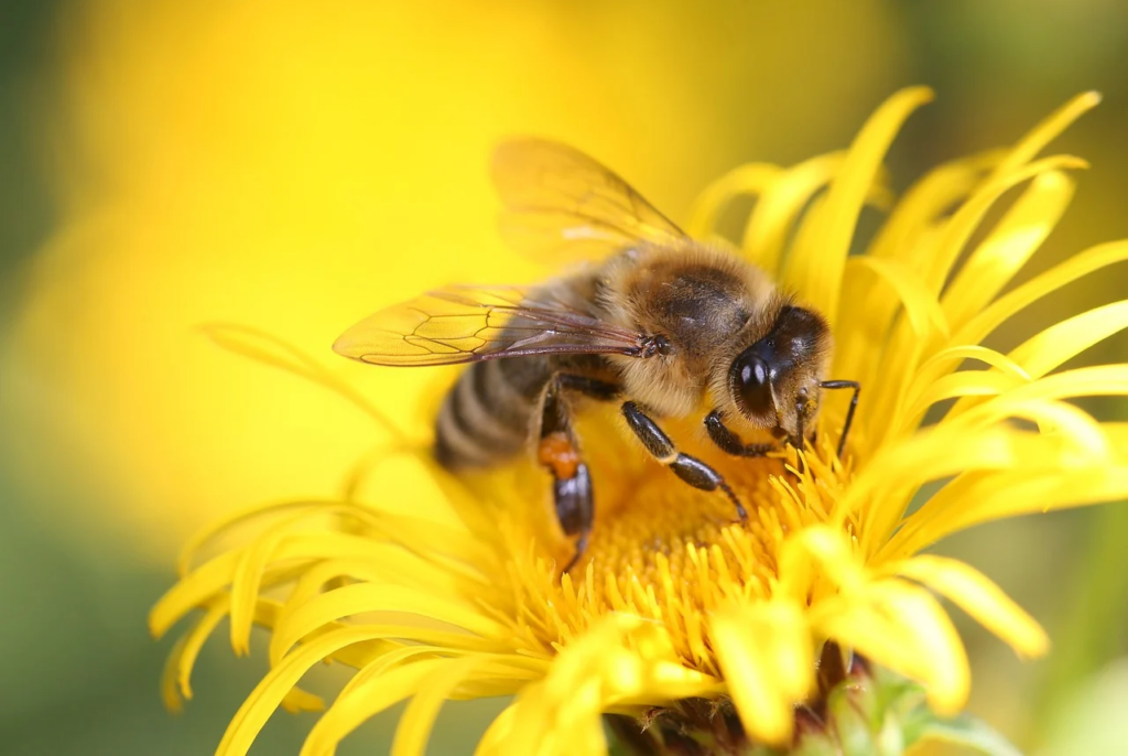 Zonder Meer is een Voedselbank voor Bijen