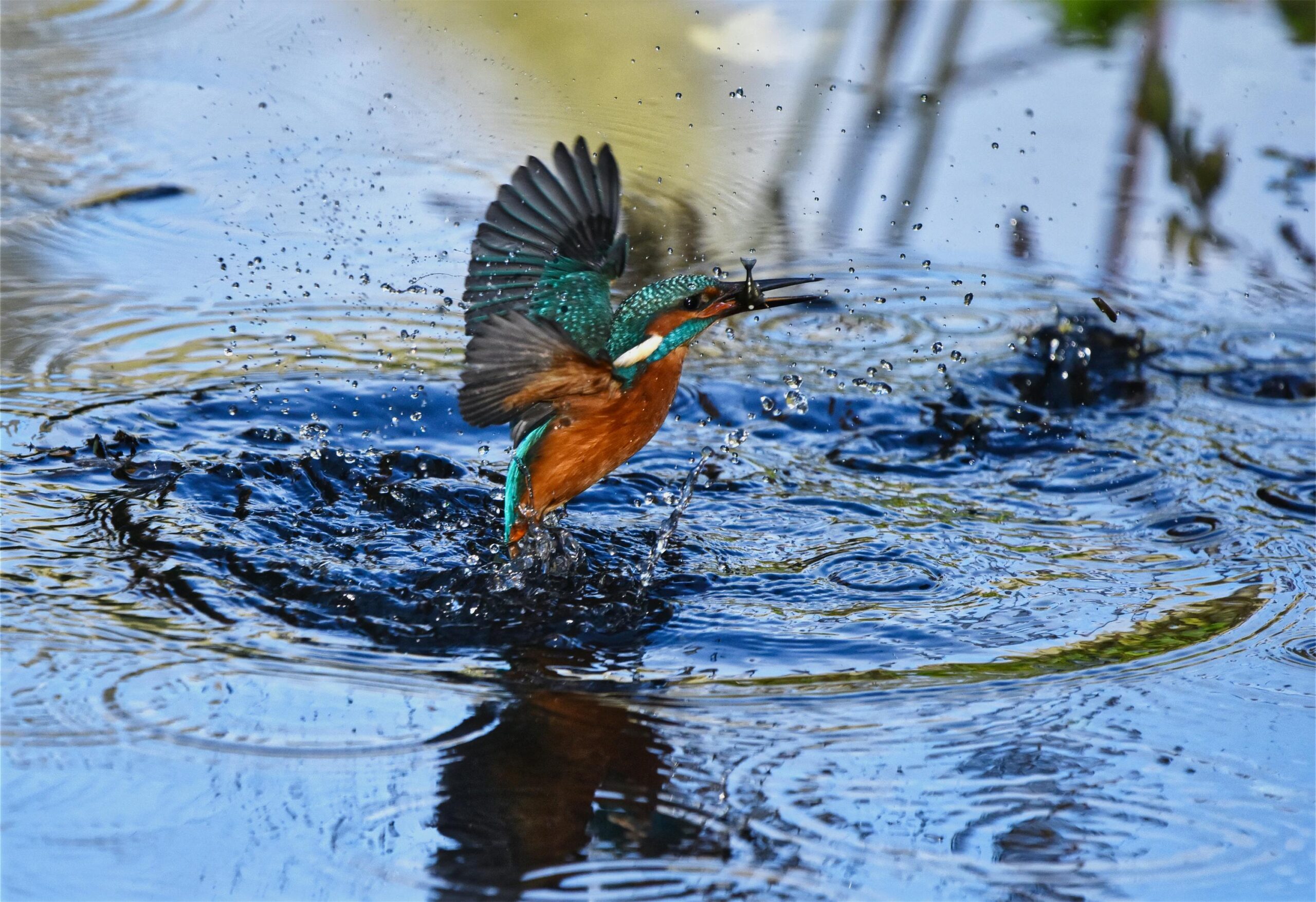 Lees meer over het artikel Broedvogel spottocht in de Nieuwkoopse Plassen