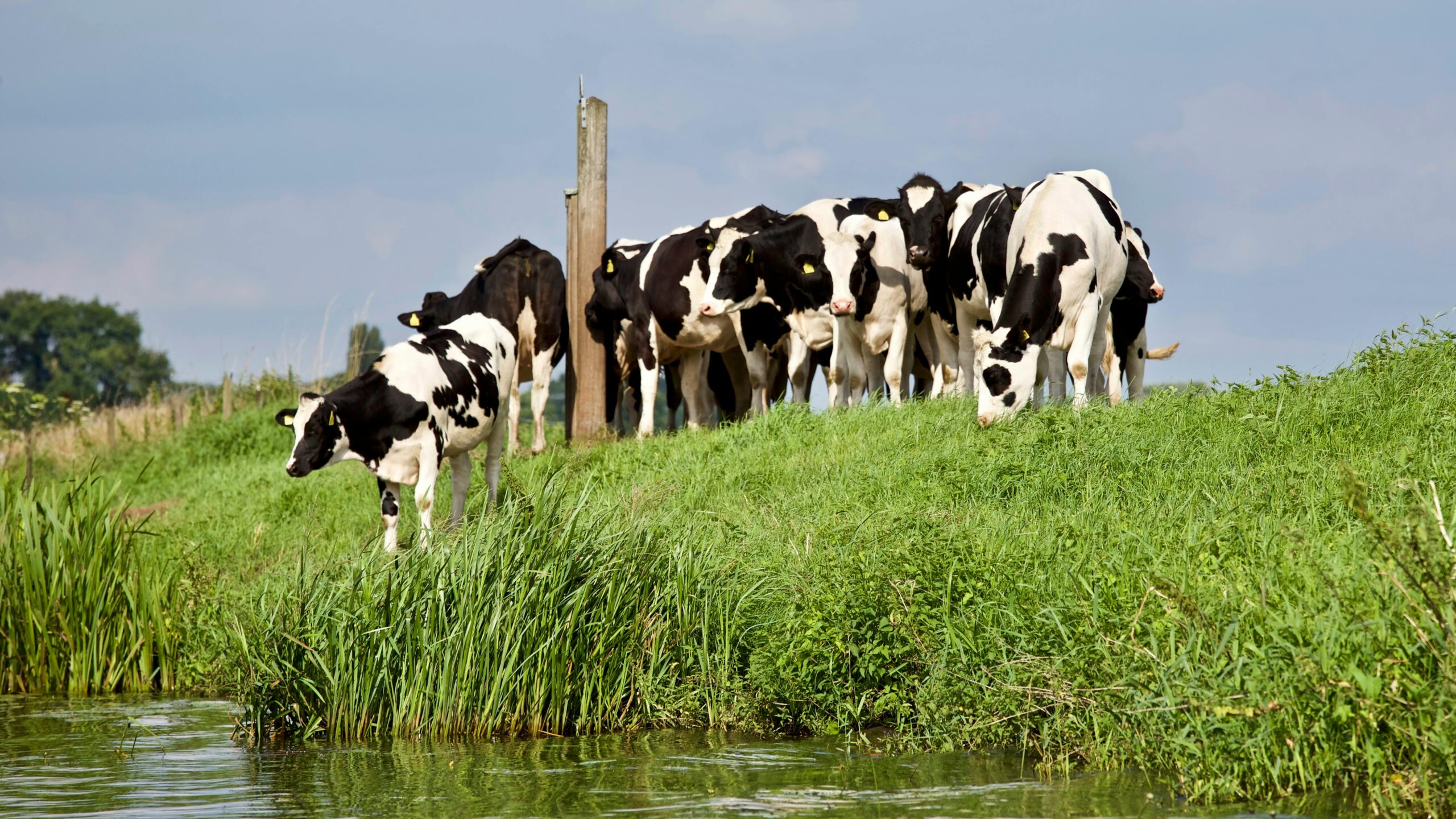 Lees meer over het artikel Op Zoek naar Het Gele Goud: Fietsroute langs Kaasboerderijen