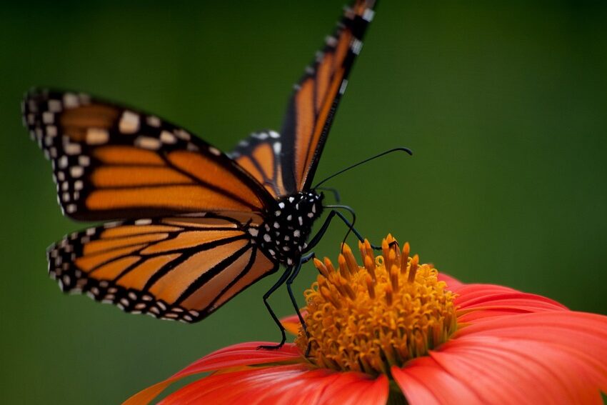 Doe-tip: Gratis zoekkaart vlinders