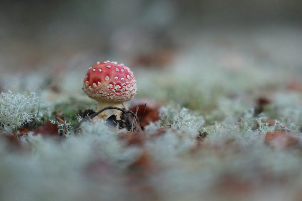 De schoonheid van vergankelijkheid in de herfsttuin