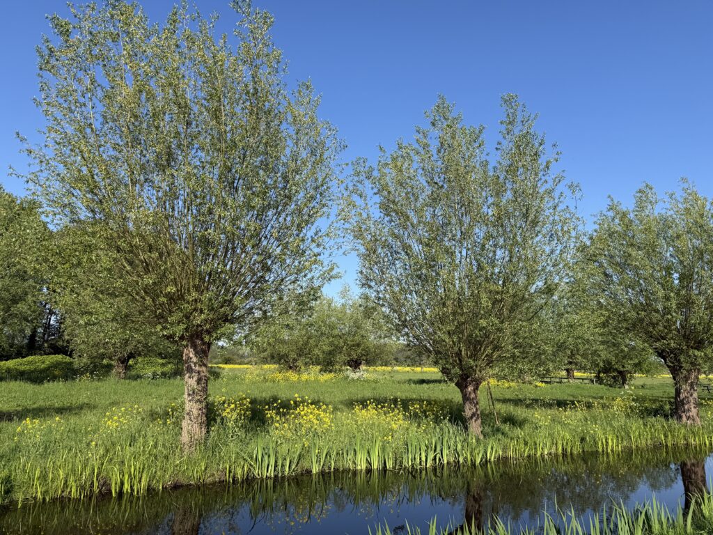 Stap op je fiets en ontdek het Groene Hart – gezond, gezellig en verrassend mooi